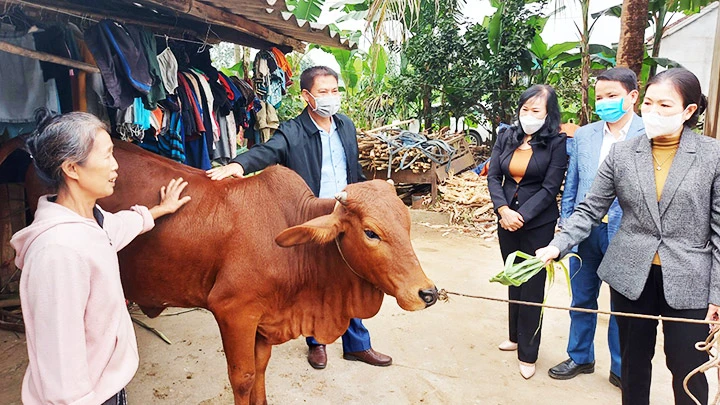 Người dân tại Tân Kỳ (Nghệ An) giới thiệu thành quả bò giống với đoàn công tác Ủy ban T.Ư MTTQ Việt Nam. Ảnh: VŨ ANH