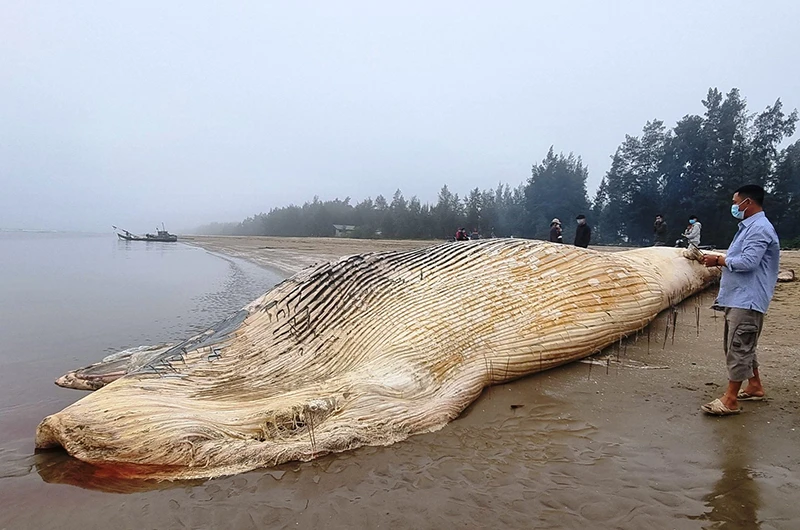 Xác cá voi trôi dạt vào bờ biển huyện Quảng Xương, tỉnh Thanh Hóa.