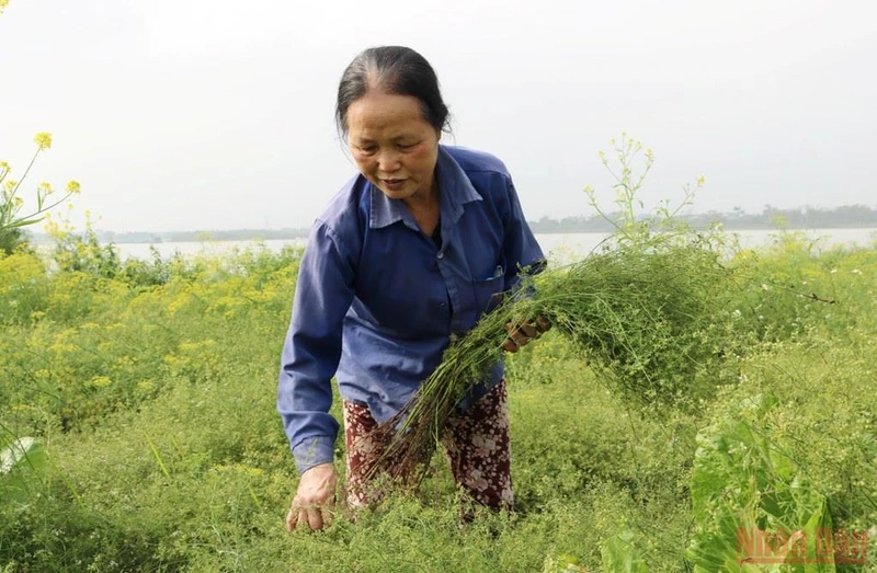 Hàng chục năm nay, bà Trịnh Thị Chúc, thôn Liên Hồng, xã Bách Thuận (Vũ Thư, tỉnh Thái Bình) vẫn trồng cây mùi già để phục vụ người dân vào dịp Tết.