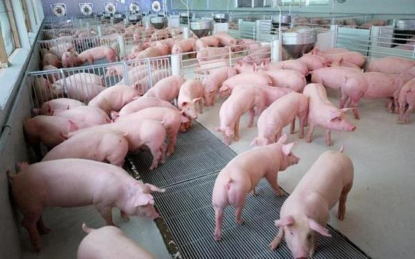 Một cơ sở chăn nuôi lợn tại Thái Lan. (Ảnh: Cục Quan hệ công chúng Thái Lan)