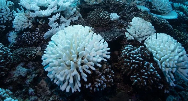 Rạn san hô bị tẩy trắng ở Great Barrier Reef vào năm 2019. Ảnh: Brett Monroe Garner/Getty Images.