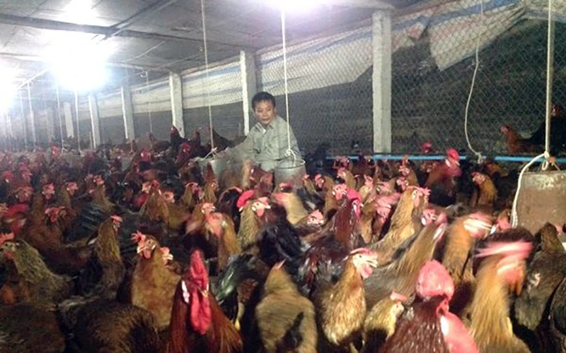 Nông dân huyện Chương Mỹ (Hà Nội) chăm sóc gà. Ảnh: NGỌC SƠN