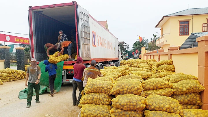 Nhập khoai tây lên xe container.