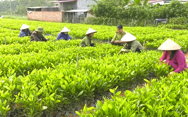 Nông dân huyện Tân Sơn (Phú Thọ) chăm sóc cây giống để trồng rừng. (Ảnh CÔNG SƠN)