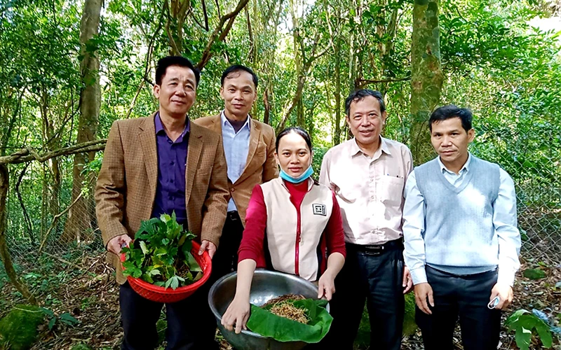 Khu bảo tồn Thiên nhiên Bắc Hướng Hóa tiếp tục trồng cây sâm Ngọc Linh ở Sa Mù.