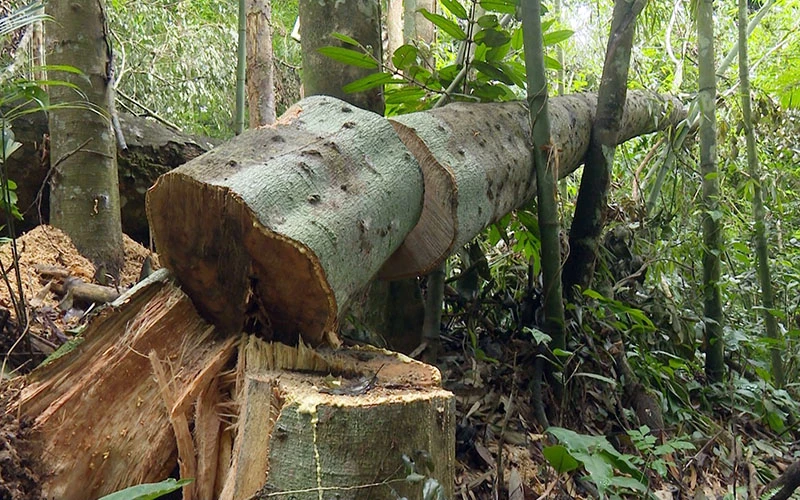 Hiện trường vụ phá rừng tại Khu bảo tồn loài và sinh cảnh Nam Xuân Lạc (Bắc Kạn).