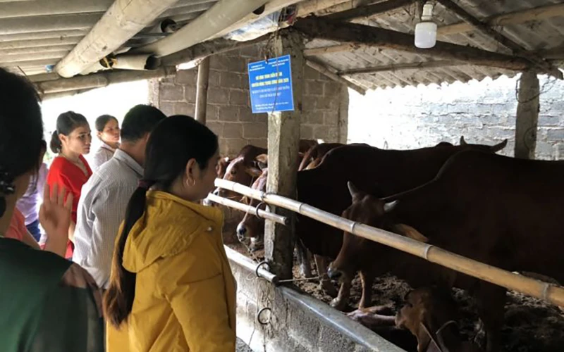 Được sự hỗ trợ của Công ty cổ phần Giống và Thức ăn chăn nuôi T&T 159, Trung tâm khuyến nông tỉnh Hòa Bình đã thực hiện mô hình vỗ béo bò thịt và xử lý môi trường bằng chế phẩm sinh học tại các huyện Kim Bôi và Lương Sơn. (Ảnh THANH HẰNG)