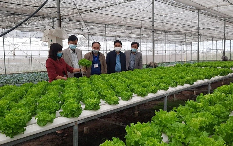 Cán bộ xã Khánh Cư, huyện Yên Khánh (Ninh Bình) trao đổi kỹ thuật canh tác rau thủy canh tại Công ty cổ phần Đầu tư công nghệ xanh.
