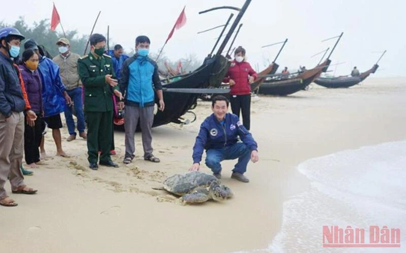 Cá thể rùa quý trước khi được thả về lại biển Triệu Lăng.