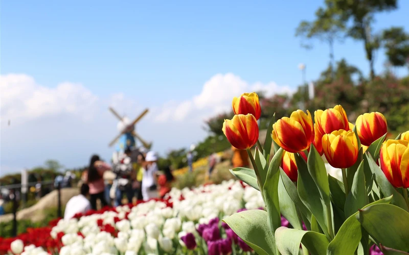 Rực rỡ sắc hoa tulip trên đỉnh núi Bà Đen