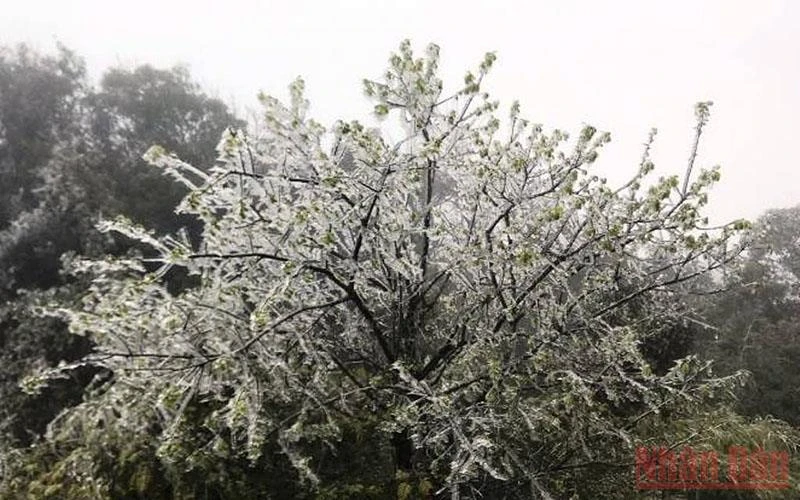 Băng tuyết xuất hiện trên khu vực cáp treo, ở đỉnh Phan Xi Păng, thị xã Sa Pa (Lào Cai).