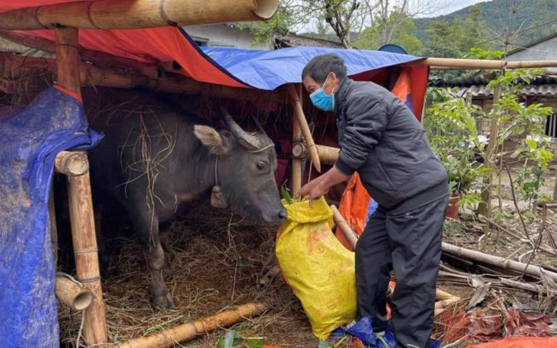 Người dân vùng cao Bình Liêu tăng cường phòng, chống rét cho vật nuôi