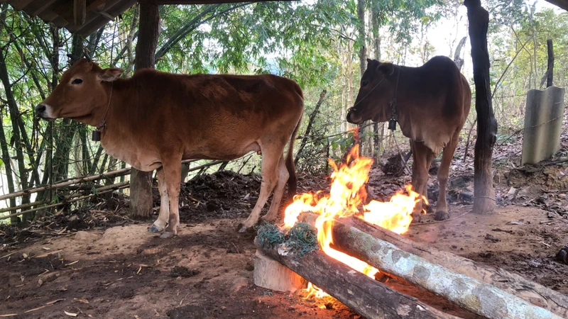 Người dân Nghệ An giữ ấm cho trâu bò trong giá rét.
