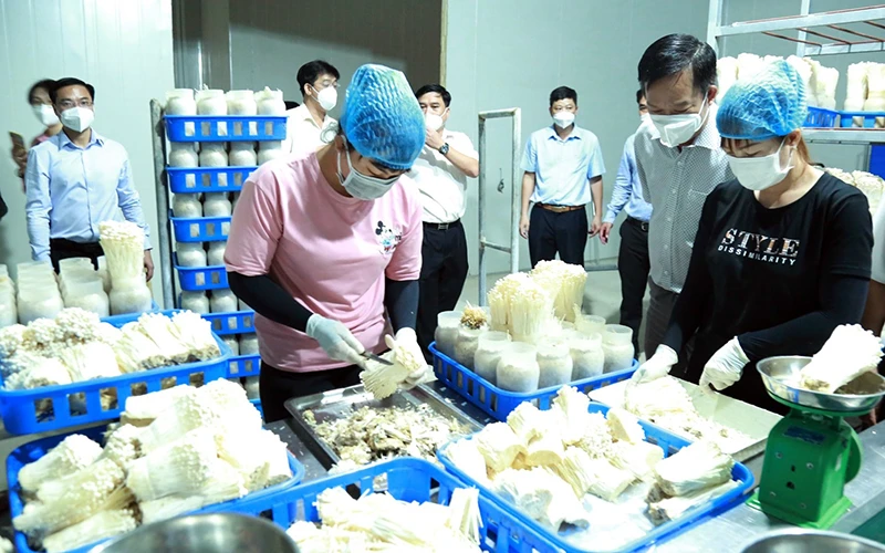 Ứng dụng công nghệ cao vào trồng, chế biến nấm tại thành phố Long Khánh, tỉnh Đồng Nai. (Ảnh THIÊN VƯƠNG)