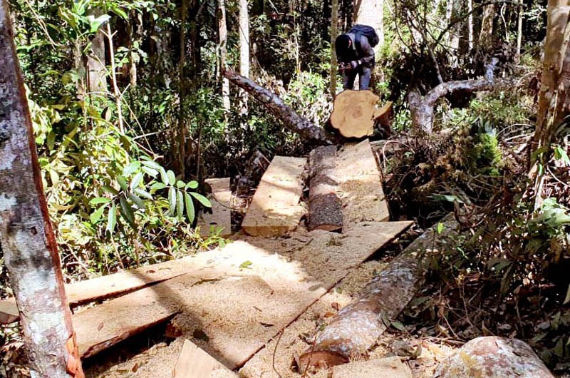 Hiện trường vụ phá rừng trái phép trên địa bàn huyện Lâm Hà, tỉnh Lâm Đồng.
