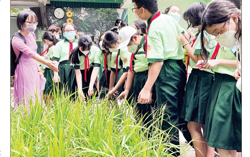 Học sinh lớp 6 tham quan, học tập trên ruộng lúa mi-ni trong sân Trường THCS Hà Huy Tập, quận Bình Thạnh.