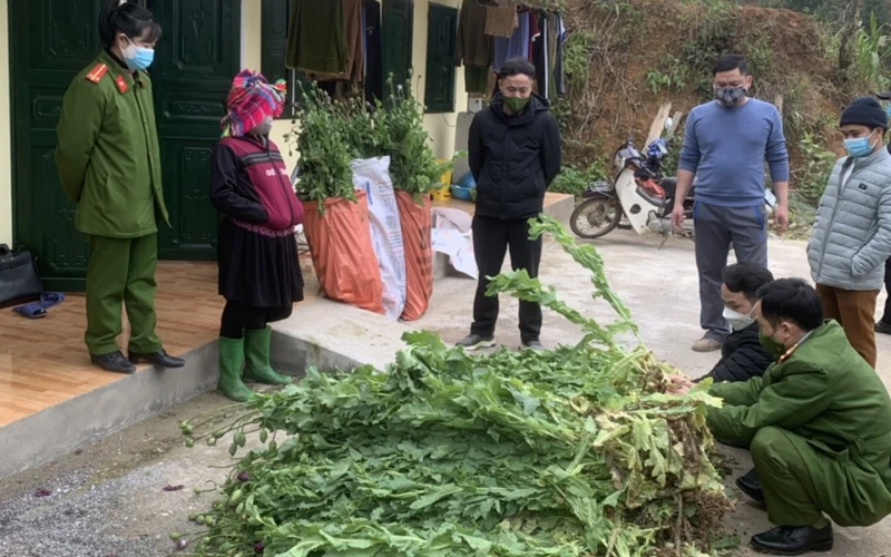 Công an huyện Yên Minh phát hiện hành vi trồng cây thuốc phiện trái phép tại xã Mậu Long.