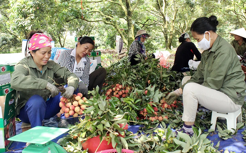 Nhiều hộ nông dân huyện Phù Cừ (Hưng Yên) thoát nghèo nhờ dòng vốn chính sách ưu đãi của Ngân hàng Chính sách xã hội.