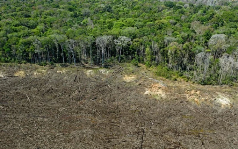 Một khu vực rừng bị tàn phá gần Sinop, bang Mato Grosso, Brazil. (Ảnh: Getty Images)