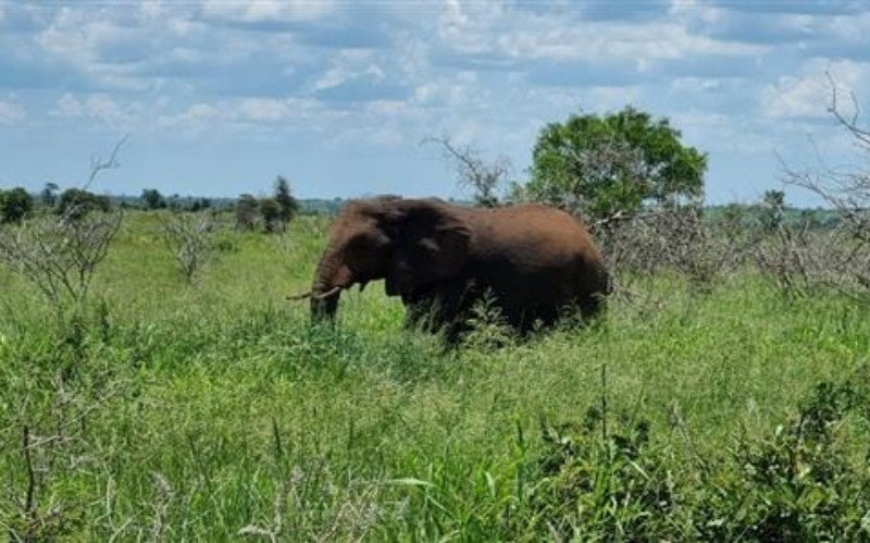 Một con voi trong Vườn quốc gia Kruger - khu bảo tồn động vật hoang dã lớn nhất Nam Phi. (Ảnh: Hồng Minh/TTXVN)