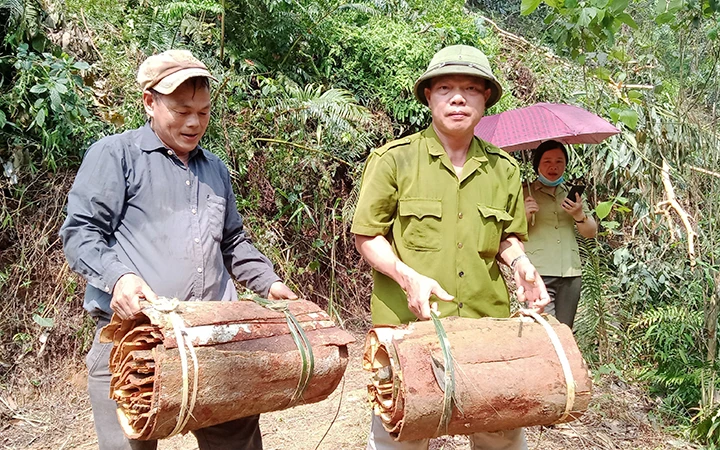 Gia đình anh Lý Ngọc Đình ở xóm Đồng Đình, xã Kim Phượng trồng được khoảng 15 ha quế, đến nay đã cho thu hoạch.