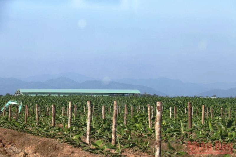Một trang trại trồng trọt để sản xuất hàng hóa nông nghiệp tại Lào. (Ảnh: Xuân Sơn)