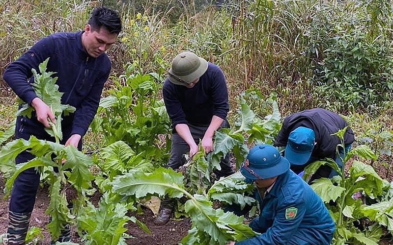 Lực lượng chức năng xã Tri Phương, huyện Trùng Khánh (Cao Bằng) phát hiện, phá nhổ cây thuốc phiện trồng trái phép. (Ảnh TTXVN) 