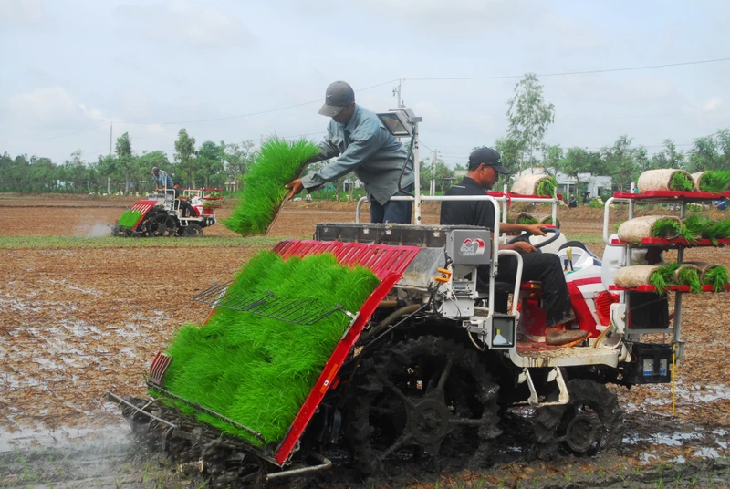 Ðưa máy cấy lúa kết hợp với phun thuốc vào đồng ruộng ở xã Tăng Hòa, huyện Gò Công Ðông (Tiền Giang).