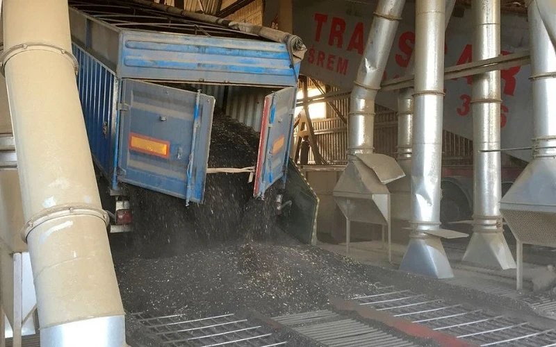 Xe tải đổ hạt hướng dương vào dây chuyền chế biến tại nhà máy chiết xuất dầu hạt Allseeds ở Yuzhne, Ukraine. (Ảnh: REUTERS)