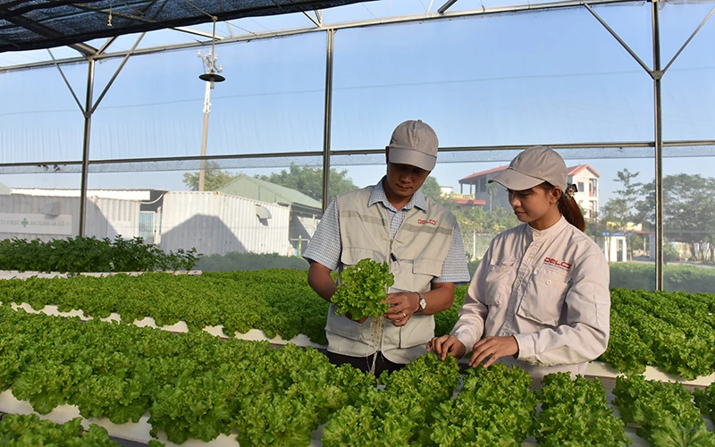 Sản xuất nông nghiệp ứng dụng công nghệ cao tại Công ty Declo Fram, tỉnh Bắc Ninh. (Ảnh Minh Hà)