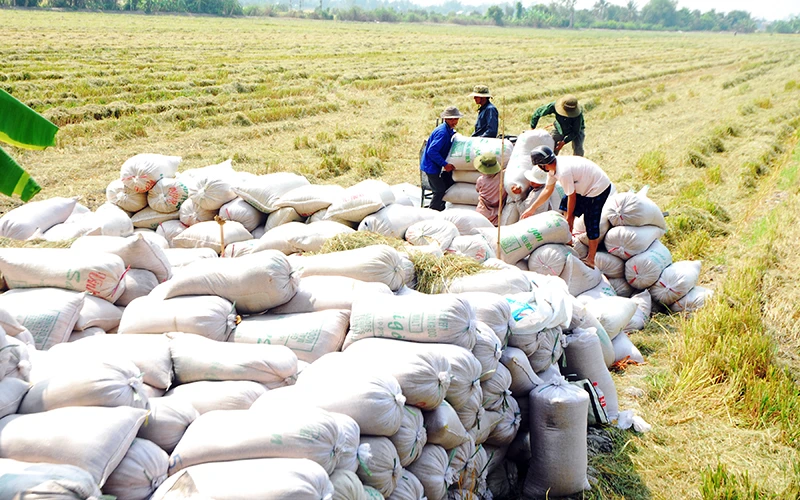 Nông dân xã Thạnh Nhựt, huyện Gò Công Tây (Tiền Giang) vận chuyển lúa lên bờ chờ thương lái đến thu mua. 