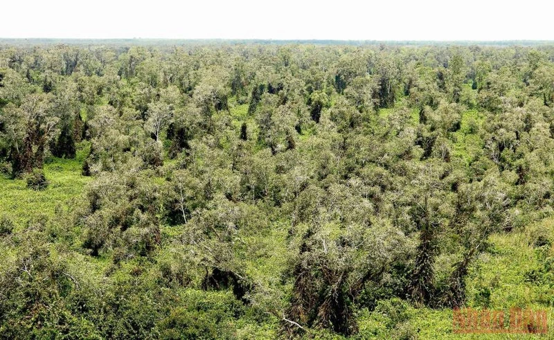 Khu vực Vườn Quốc gia U Minh Hạ hiện có hơn 1.200 ha rừng chuyển sang báo cháy cấp độ 3.