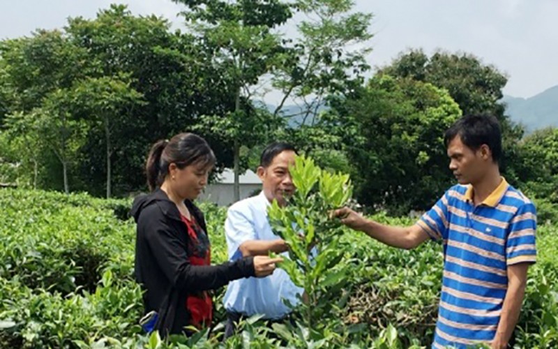 Mô hình trồng cây mắc ca xen chè ở Lai Châu.