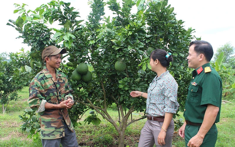 Vườn bưởi da xanh xóa nghèo của anh Mấu Văn Ðức (thôn Nước Nhĩ, xã Khánh Phú, huyện Khánh Vĩnh, Khánh Hòa) do lực lượng vũ trang tỉnh hỗ trợ. 