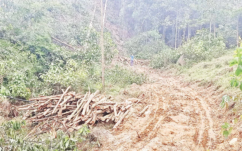 Người dân xóm Cuốn Cờ, xã Khôi Kỳ, huyện Ðại Từ (Thái Nguyên) mở đường, khai thác rừng khu vực quy hoạch Vườn quốc gia Tam Ðảo. 