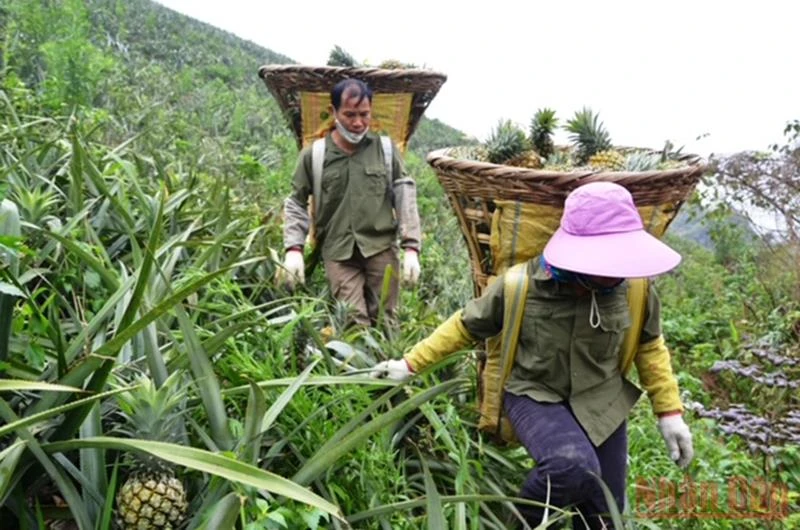 Người dân xã Bản Lầu, huyện Mường Khương (Lào Cai) thu hoạch dứa trên nương đồi.