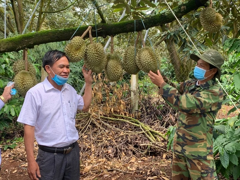 Những năm gần đây, sầu riêng đã trở thành cây trồng chủ lực và mang lại giá trị kinh tế cao cho người nông dân huyện Krông Pắc. 