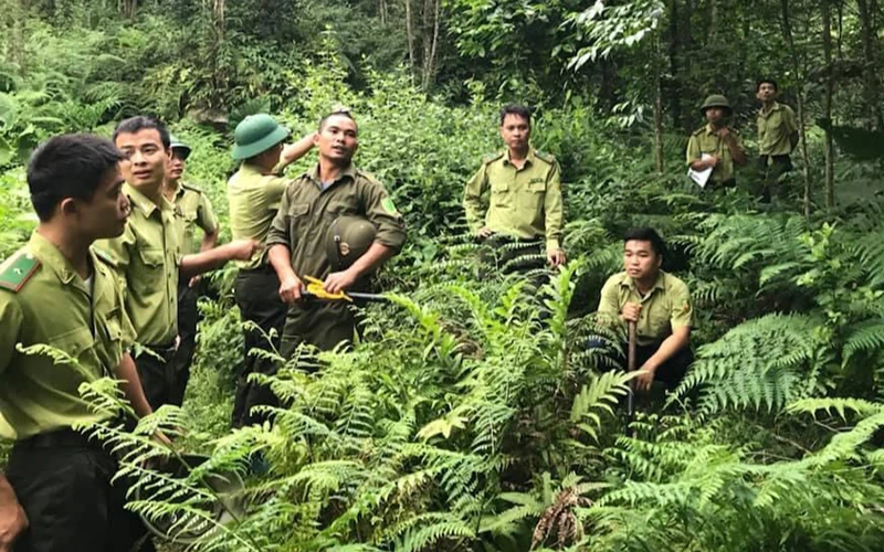 Kiểm lâm Vườn quốc gia Tam Đảo kiểm tra hiện trạng rừng.