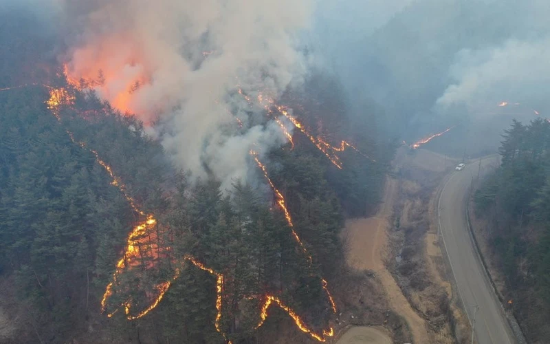 Cháy rừng ở thành phố Samcheok, tỉnh Gangwon, Hàn Quốc, ngày 5/3/2022. (Ảnh: Yonhap)
