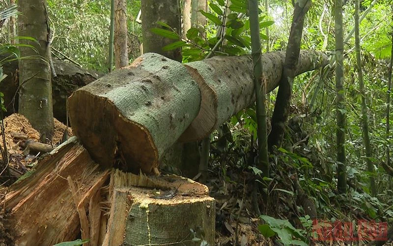 Hiện trường vụ phá rừng đầu năm 2022 tại Khu bảo tồn loài và sinh cảnh Nam Xuân Lạc, huyện Chợ Đồn. 
