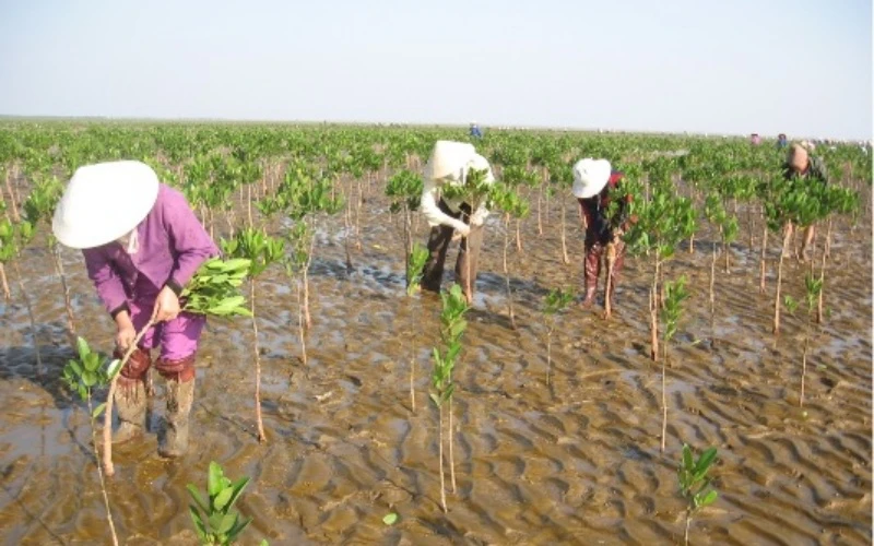 Người dân chăm sóc cây trồng trên đất ngập mặn.