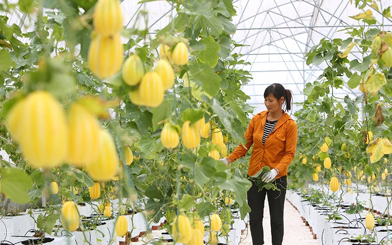 Hà Nội sẽ chú trọng đào tạo nghề ngắn hạn cho lao động nông nghiệp (Ảnh minh họa: Thành Đạt).