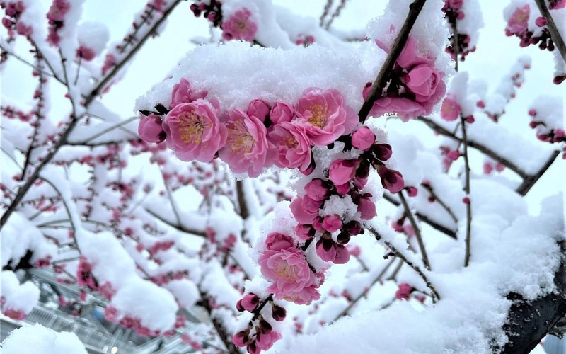 Hình ảnh tuyết cuối mùa ở Bắc Kinh mang lại cho bạn cảm giác thật ấm áp khi ngắm nhìn mảnh trời trắng xóa, bao phủ trên những ngôi nhà và cây cối xung quanh. Bạn sẽ được trải nghiệm một mùa đông thật tuyệt vời tại Bắc Kinh, đầy ấn tượng với sắc trắng tuyệt đẹp của tuyết bao phủ khắp nơi.