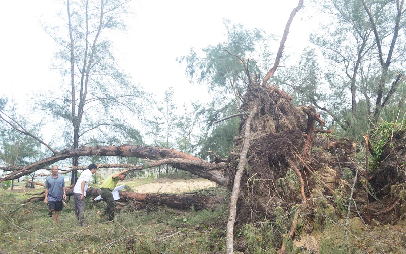 Nhiều cây phi lao cổ thụ hơn 70 năm tuổi nằm trong rừng phòng hộ ven biển xã Phổ Quang, Quảng Ngãi bị bật gốc do bão. Ảnh: HIỂN CỪ