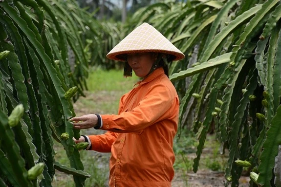 Bảo hiểm nông nghiệp sẽ giúp người nông dân hướng tới các sản phẩm có giá trị kinh tế cao. Ảnh: Thu Hà/qdnd.vn)