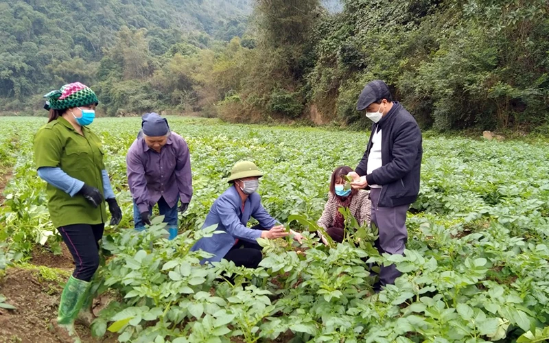 Mô hình trồng khoai tây liên kết tại xã Nam Cường, huyện Chợ Đồn (Bắc Kạn).