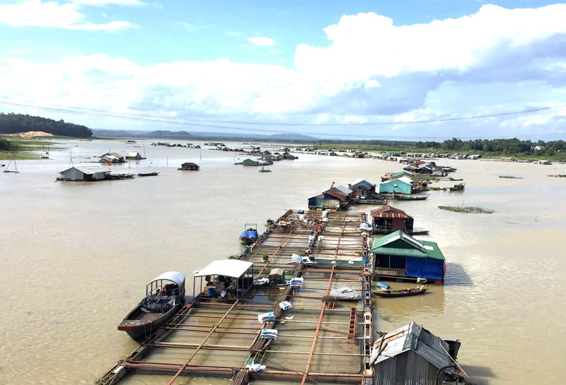 Khu vực nuôi cá bè trên sông La Ngà, tỉnh Đồng Nai.