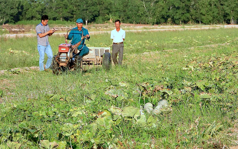 Nhà nông vùng ngọt huyện Trần Văn Thời (Cà Mau) thu hoạch xong vụ màu trước cao điểm mùa khô.