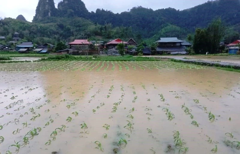 Nhiều diện tích hoa màu của người dân huyện Bạch Thông chìm trong nước lũ.