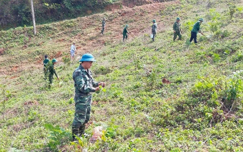 Cán bộ, chiến sĩ Đồn Biên phòng Phiêng Pằn trồng cây keo tại vườn đồi, thao trường.